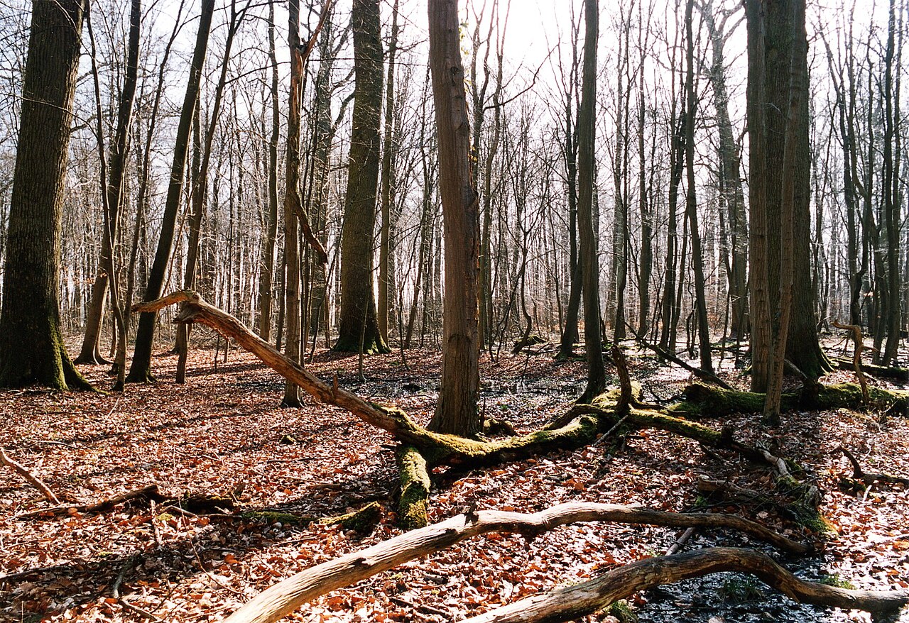 Feuchter Eichen-Hainbuchen-Wald mit liegendem Totholz