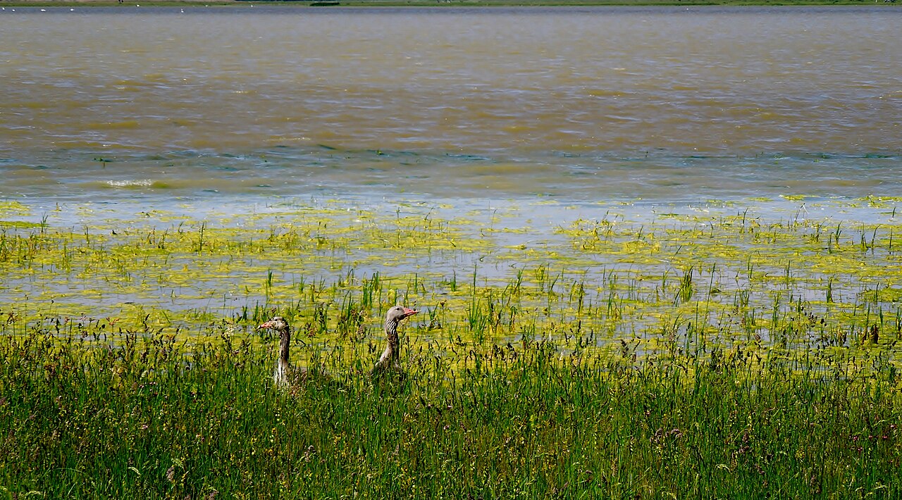 This file shows the National Park Neusiedler See-Seewinkel in Austria
