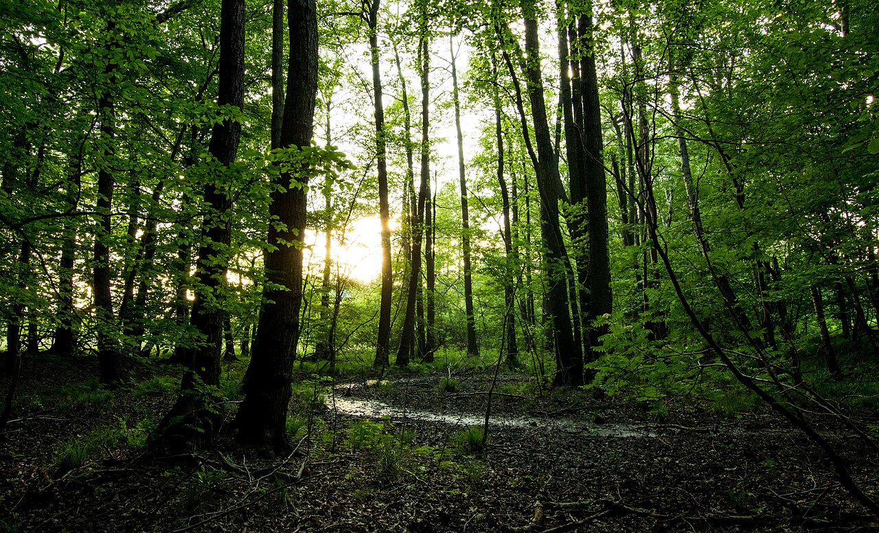 Mischholzforst, Totholz, Farn, Bachlauf an der westlichen Grenze des NSG