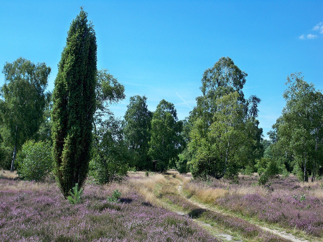Schnuckenheide, Lower Saxony, nature reserve with juniper trees