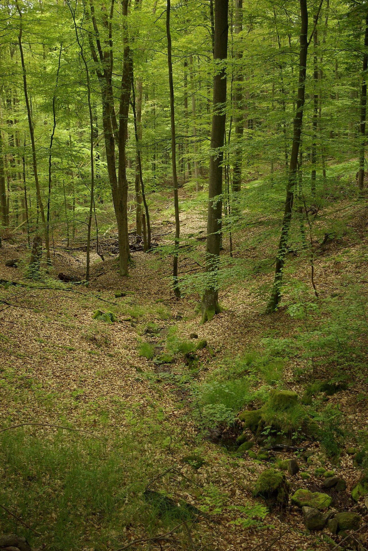 Naturwaldreservat Brunnstube im Ebracher Forst im Steigerwald