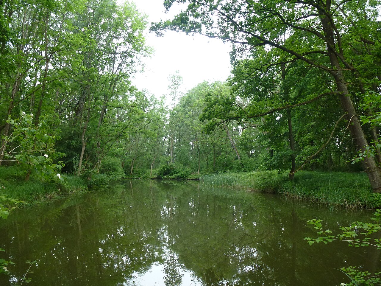 A backwater pond of the Danube in the nature resvere "Neugeschüttwörth" in western Bavaria near the village Gremheim
