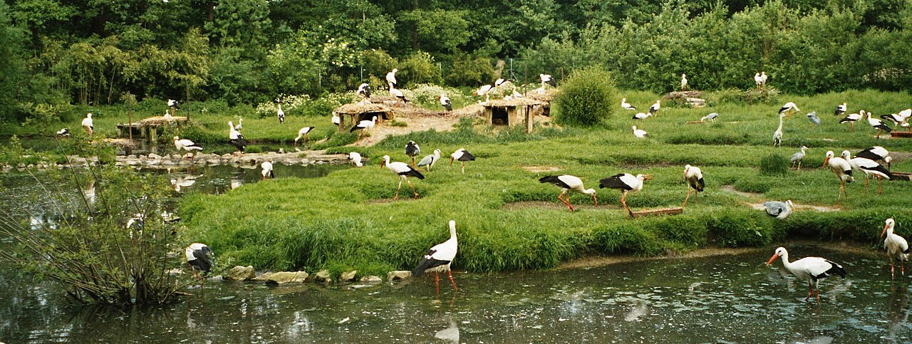 Störche im NaturZoo Rheine