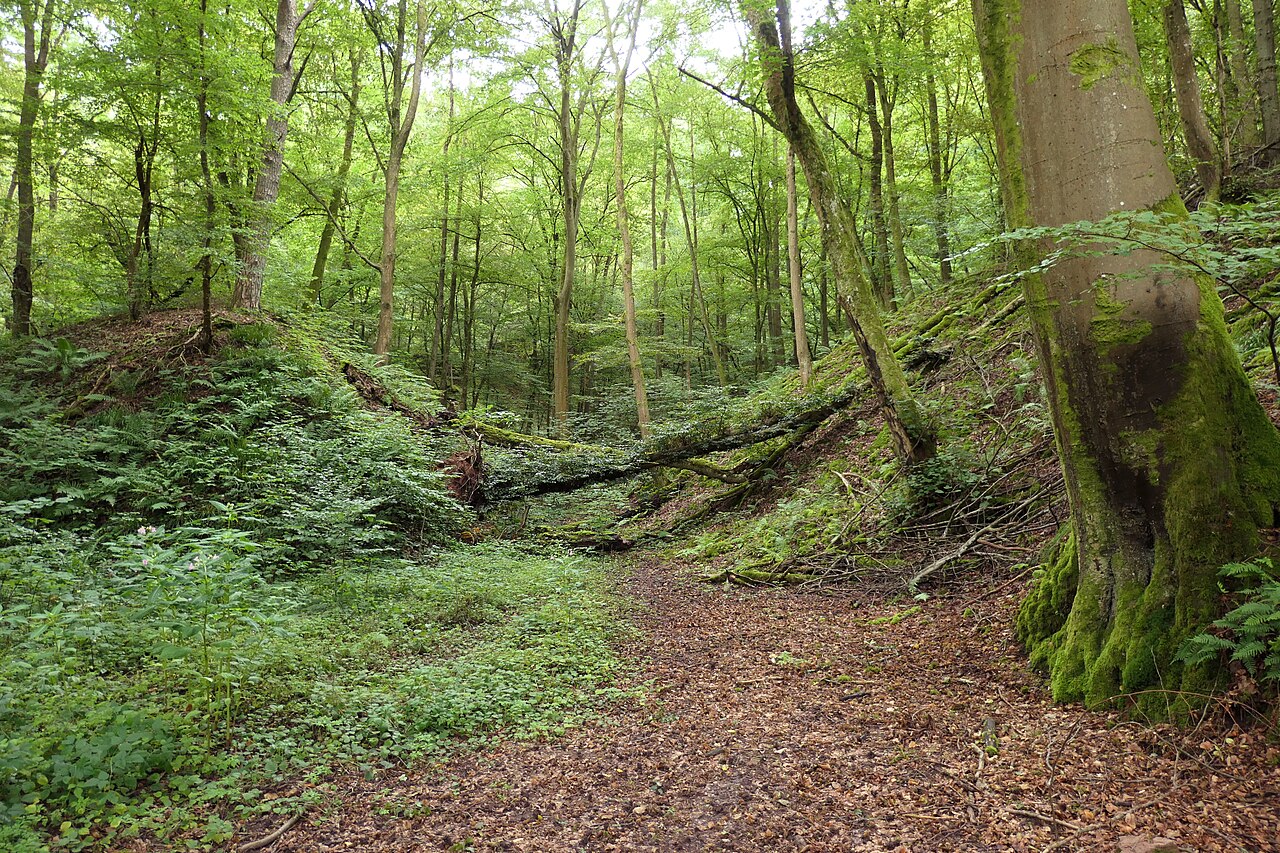 Nature reserve " Neckarufer Seitelsgrund-Moosklinge" (WDPA:164769, Baden-Württemberg, Rhein-Neckar-Kreis)