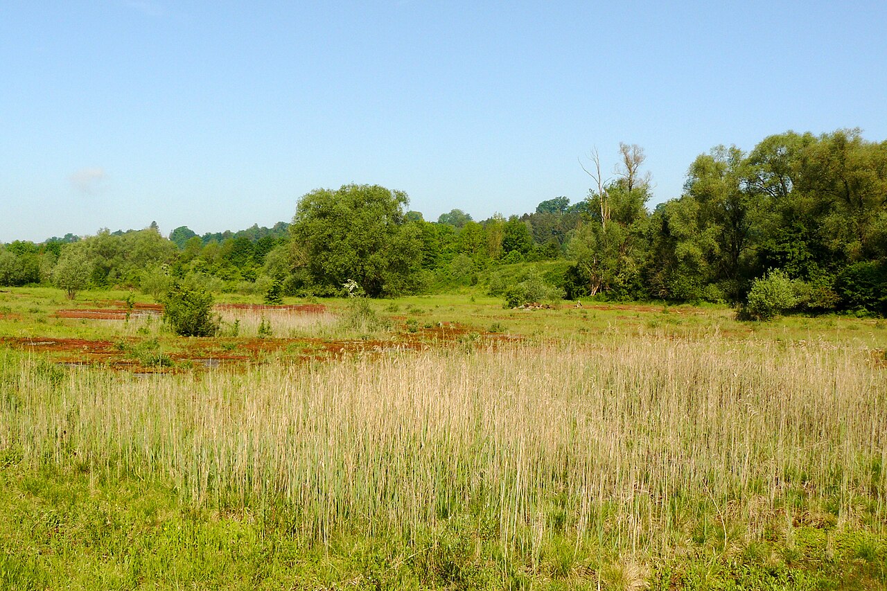 Naturschutzgebiet Neckarwasen in Wendlingen