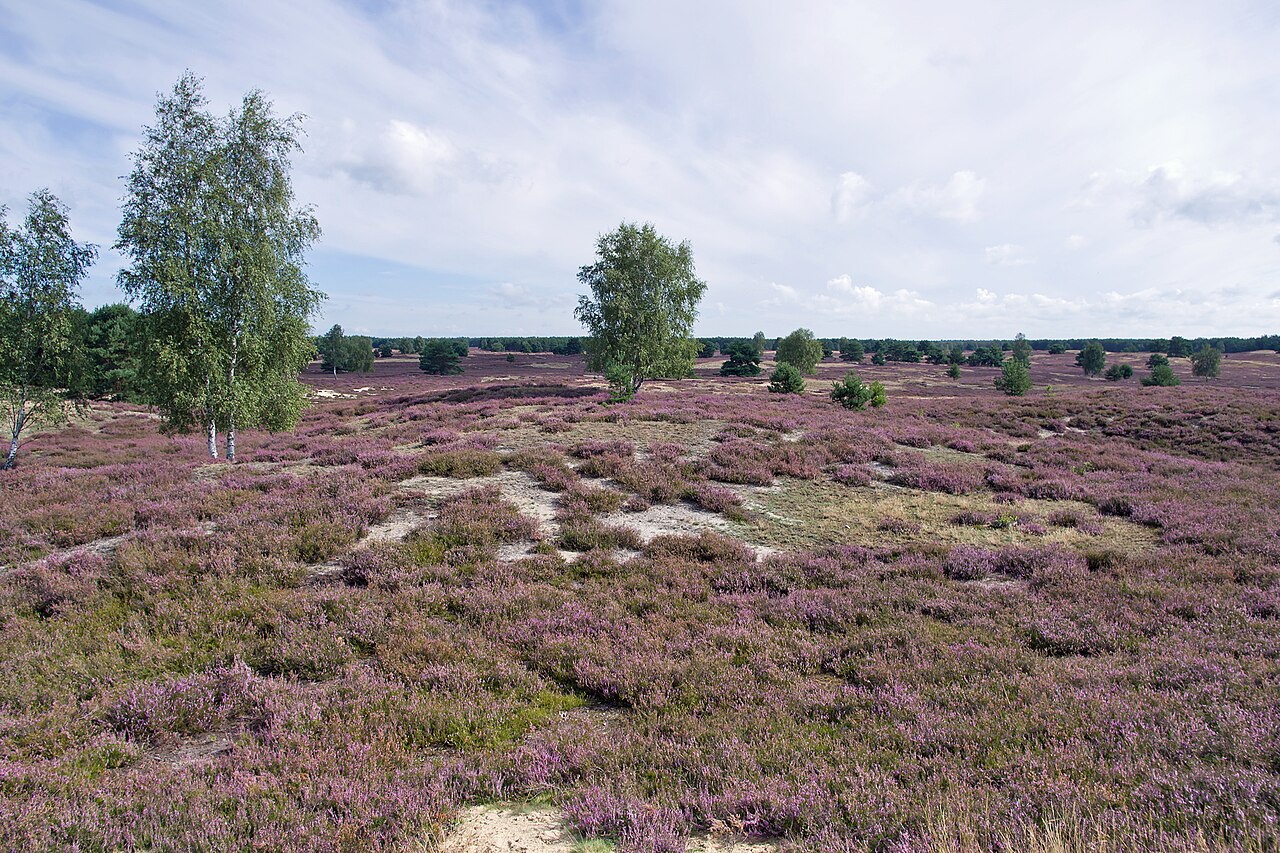 Sandy landscape Nemitzer Heide (Nemitz Heathland) with aspect of flowering Common Heather , Calluna vulgaris