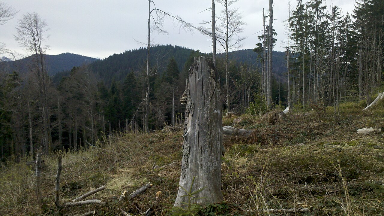 Nesselscheibe Summit