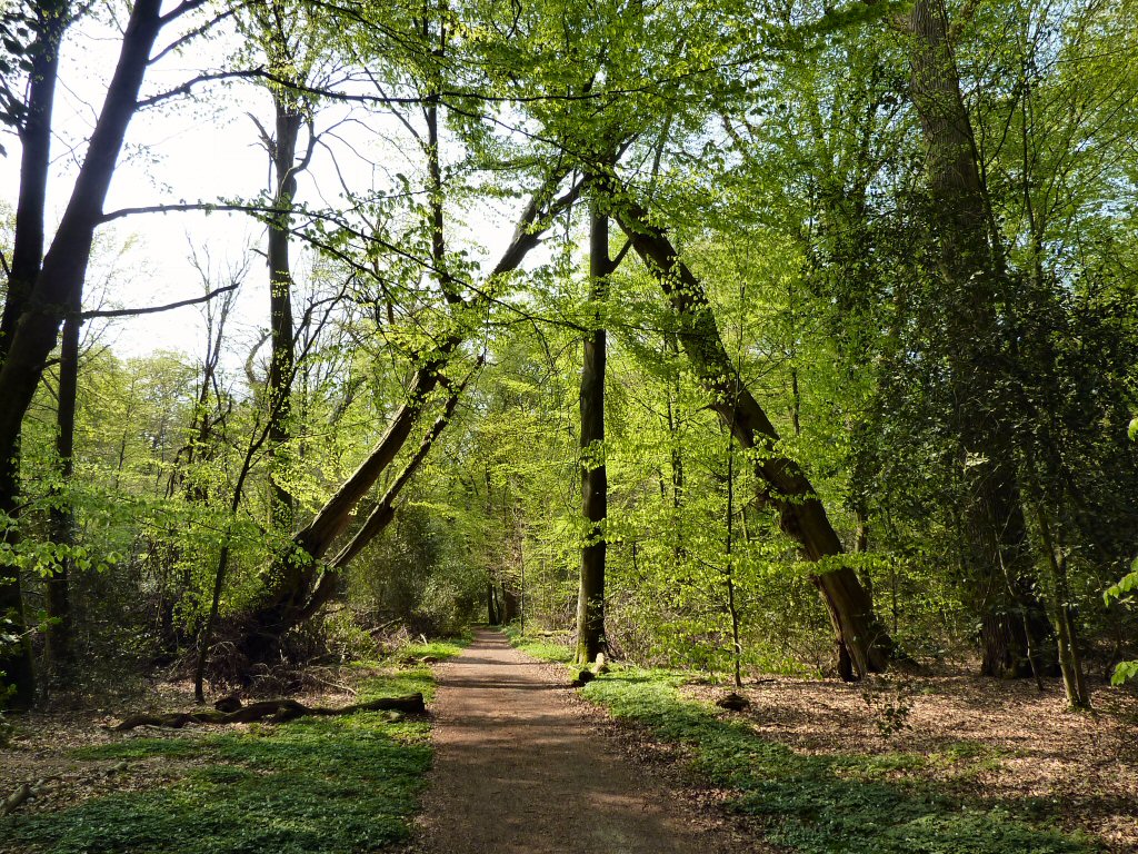 Neuenburger Urwald, Bäume am Hauptweg bilden ein natürliches Tor