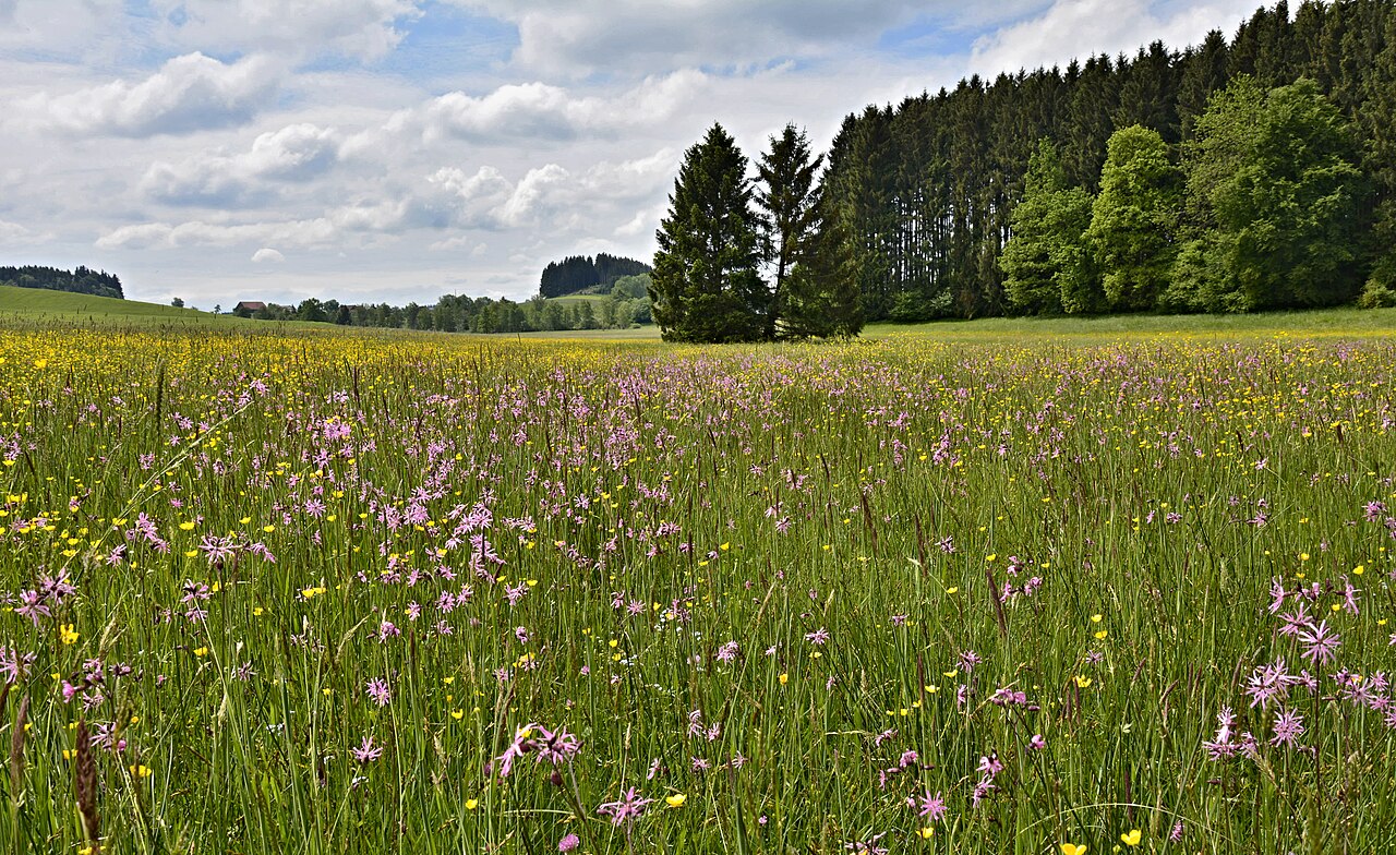 NSG-Neuhauser Moos-Mollenweiher SO von Vogt im Allgäu