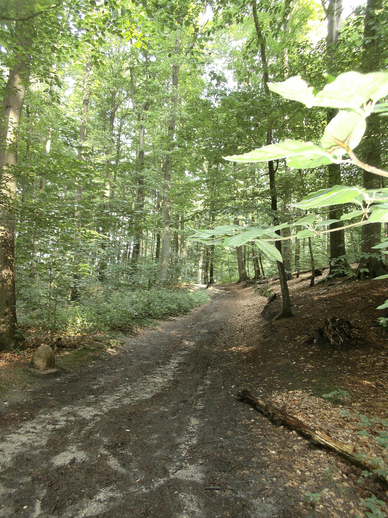 Waldweg im Naturschutzgebiet Neuklosterholz mit historischem Grenzstein
