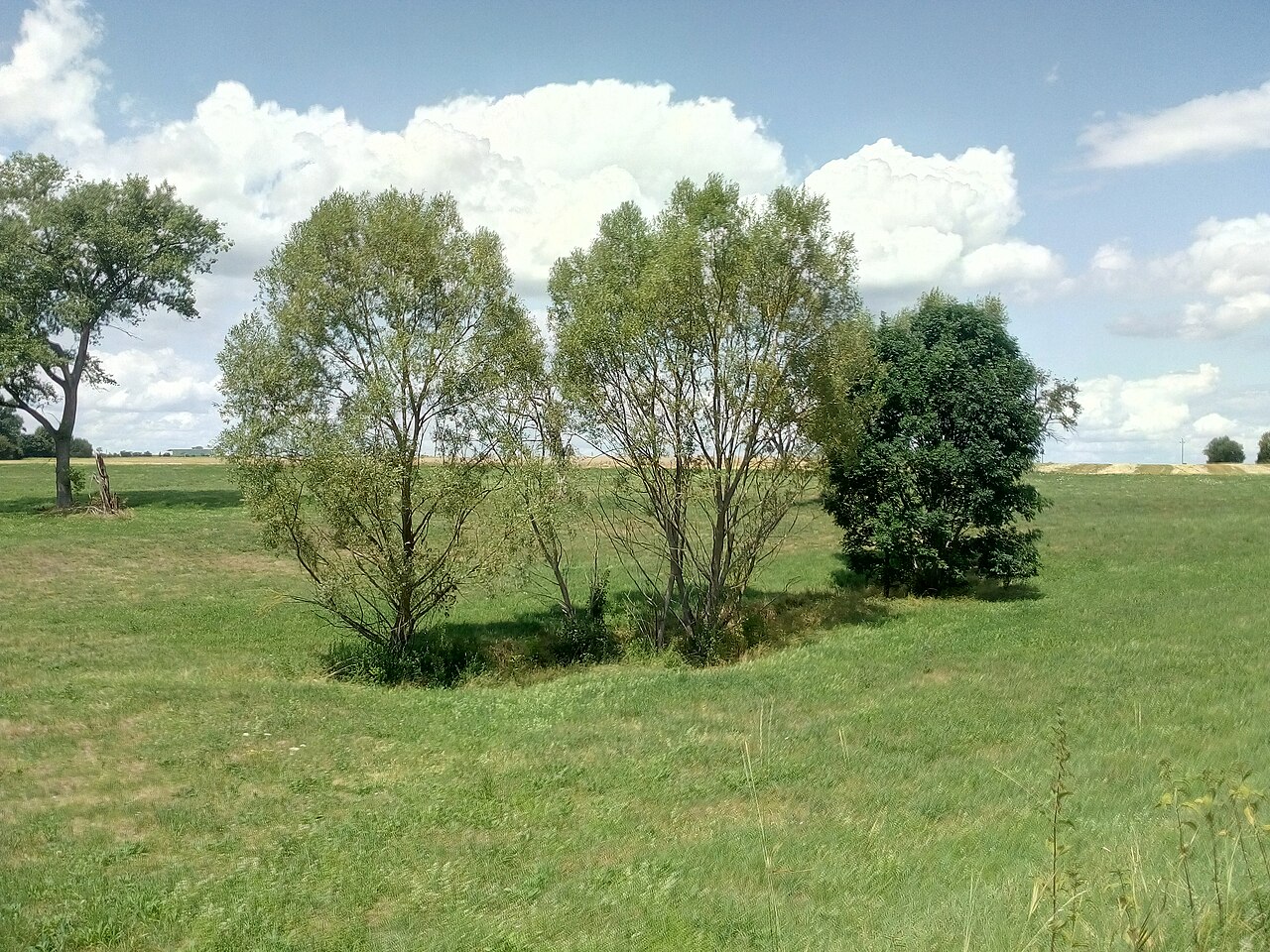 Naturschutzgebiet Neulinger Dolinen, im Osten, Doline im Bereich der beiden Bäume im Vordergrund
