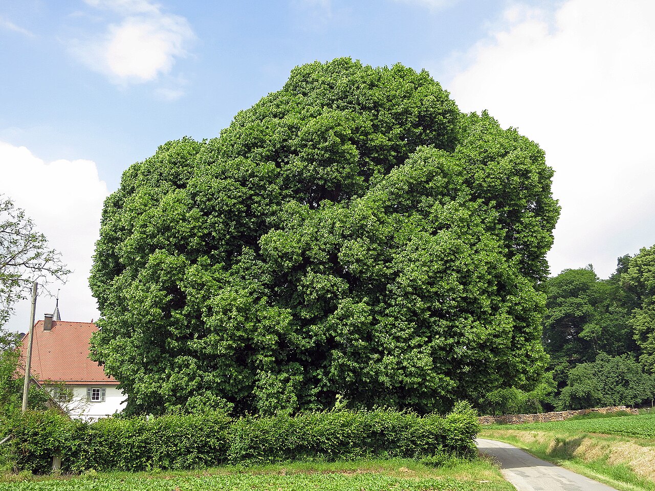 Linde Neusaß