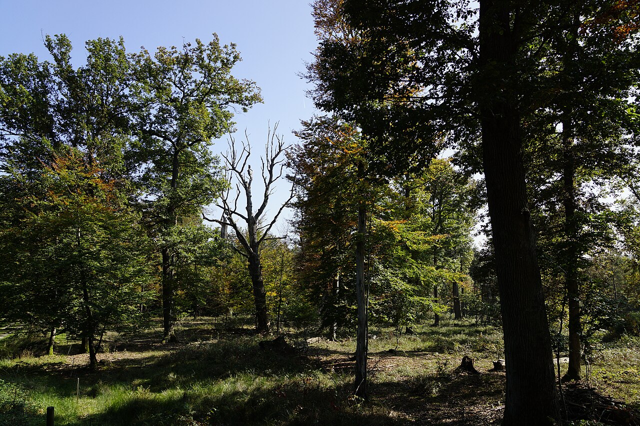 Naturschutzgebiet „Neuweiler Viehweide“ (NSG 1