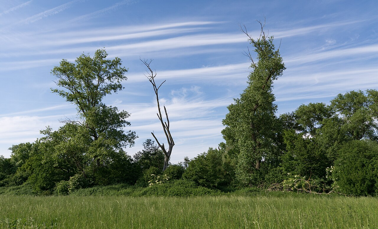 Naturschutzgebiet „Neuzenlache von Viernheim“ (NSG 1431020)