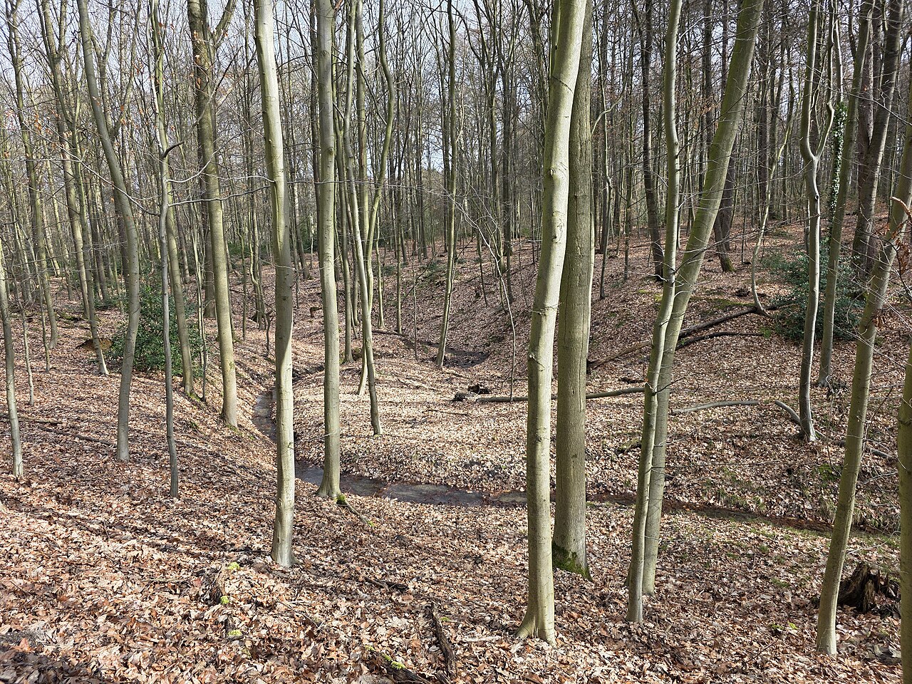 Naturschutzgebiet Niederhofer Holz, Niederhofer Bach