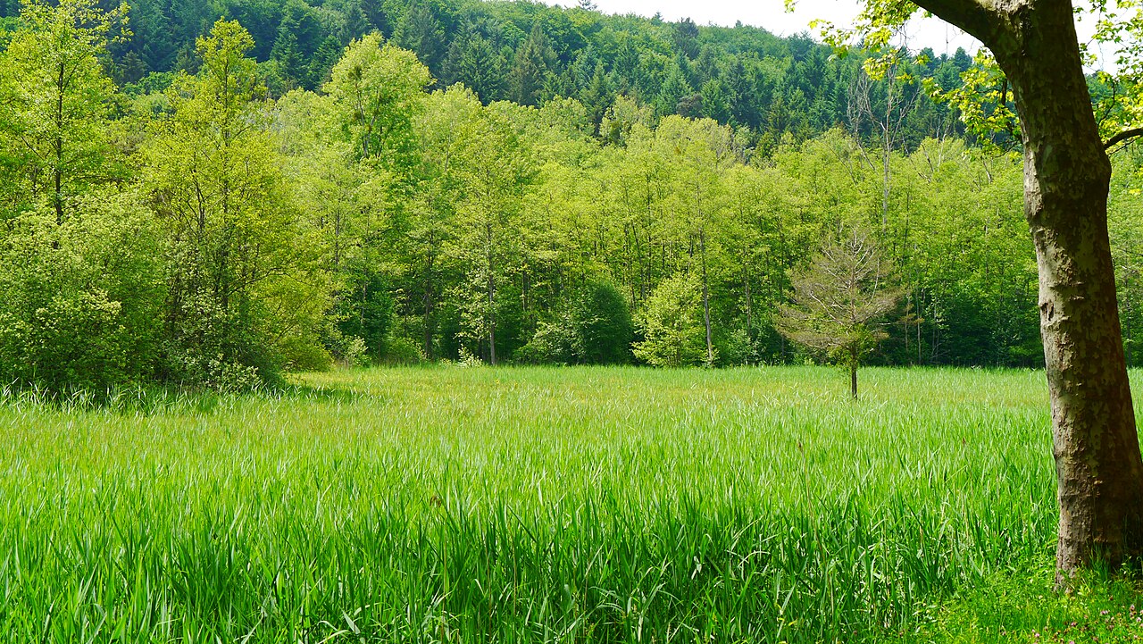 Das nördliche Mainauried aus der Ferne