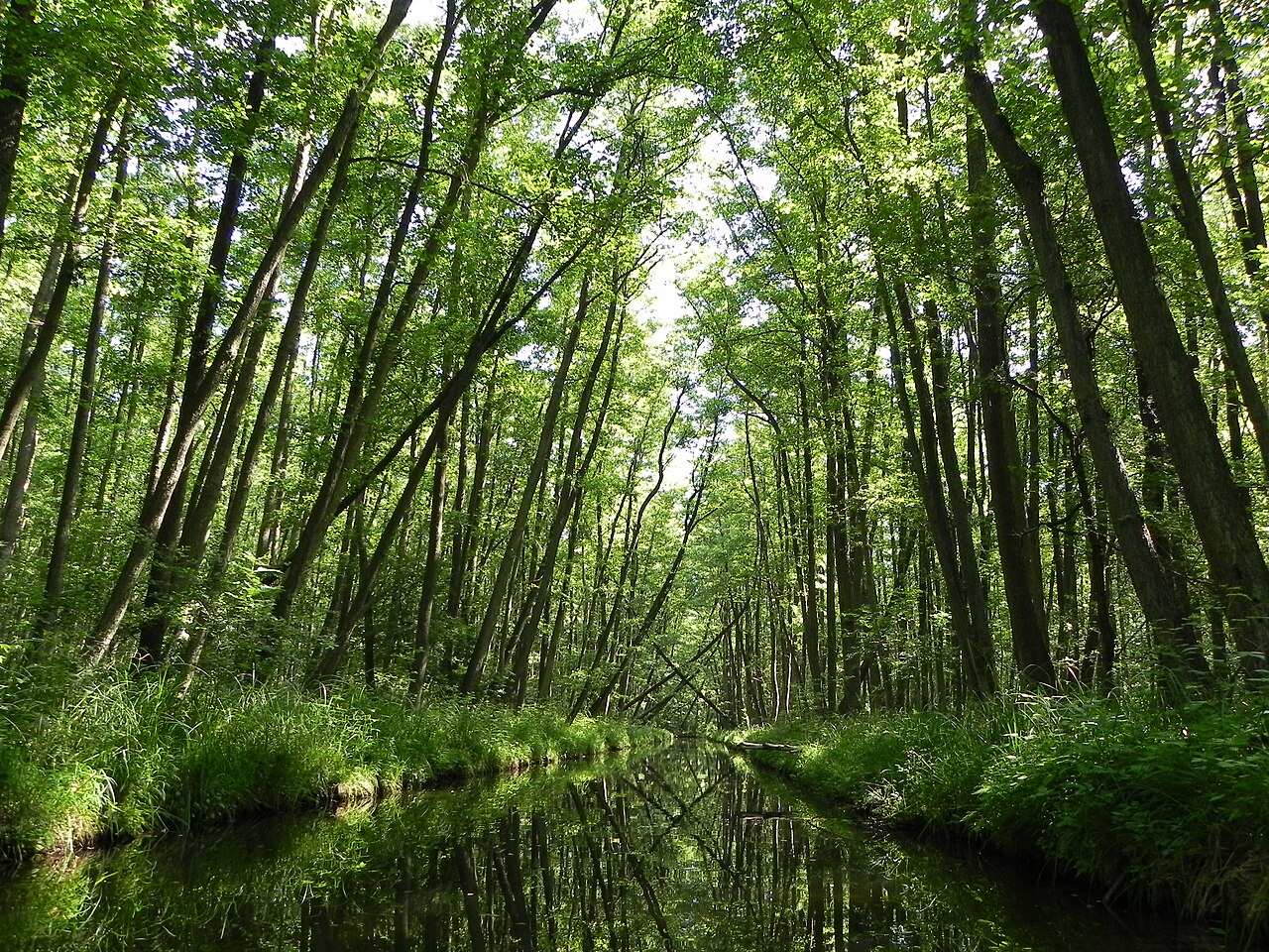 Naturschutzgebiet „Nordufer Plätlinsee“ (NSG N 284), Schwaanhavel kurz vor dem Plättlinsee