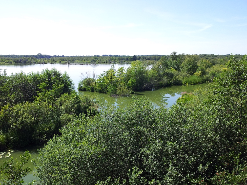 Naturschutzgebiet „Nordufer Plauer See“: Anblick vom Aussichtsturm „Moorochse“
