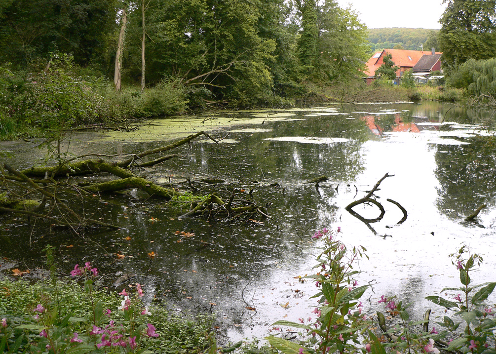 Teich im Park von Schloss Wrisbergholzen
