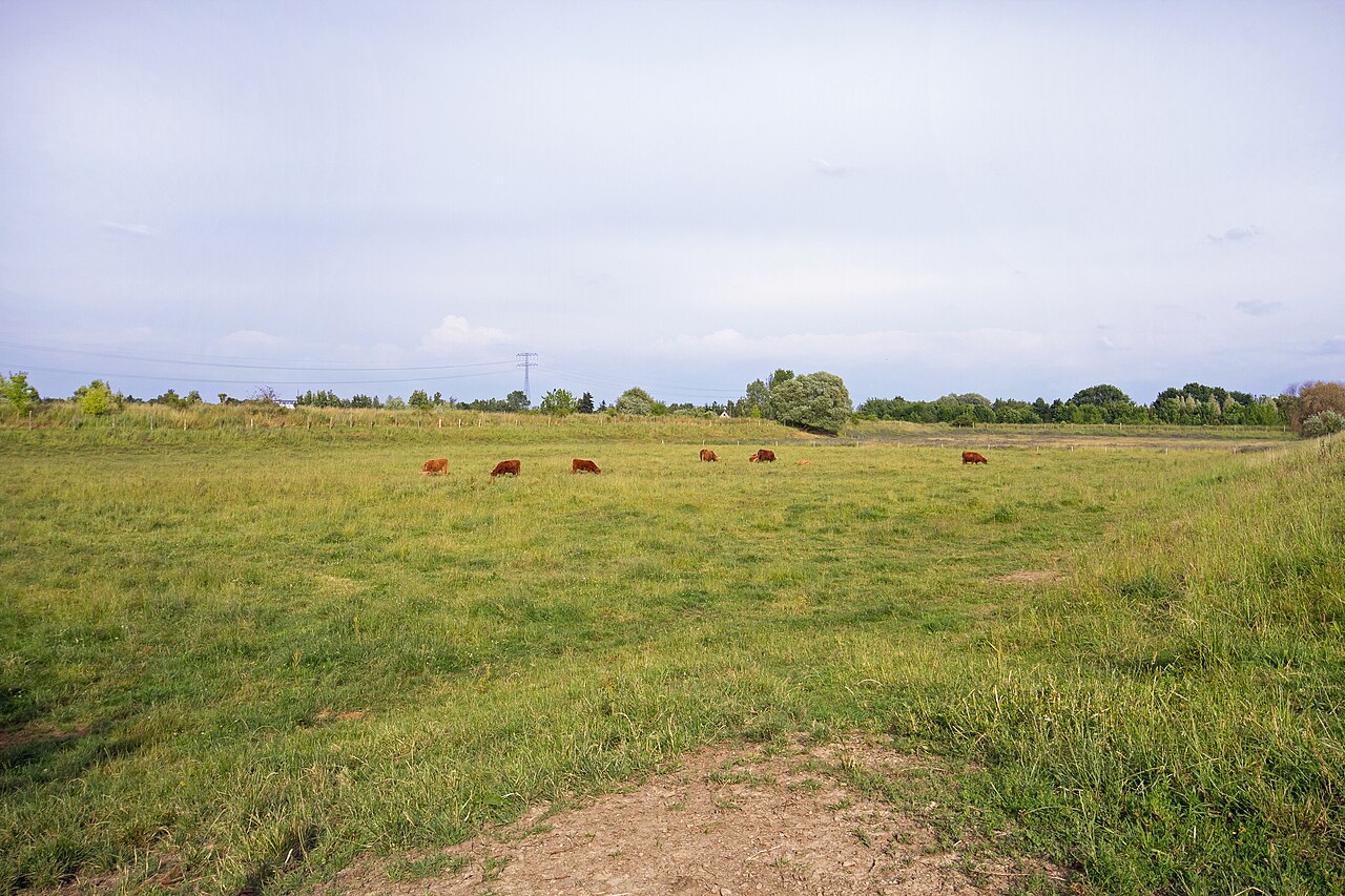 NSG Nr