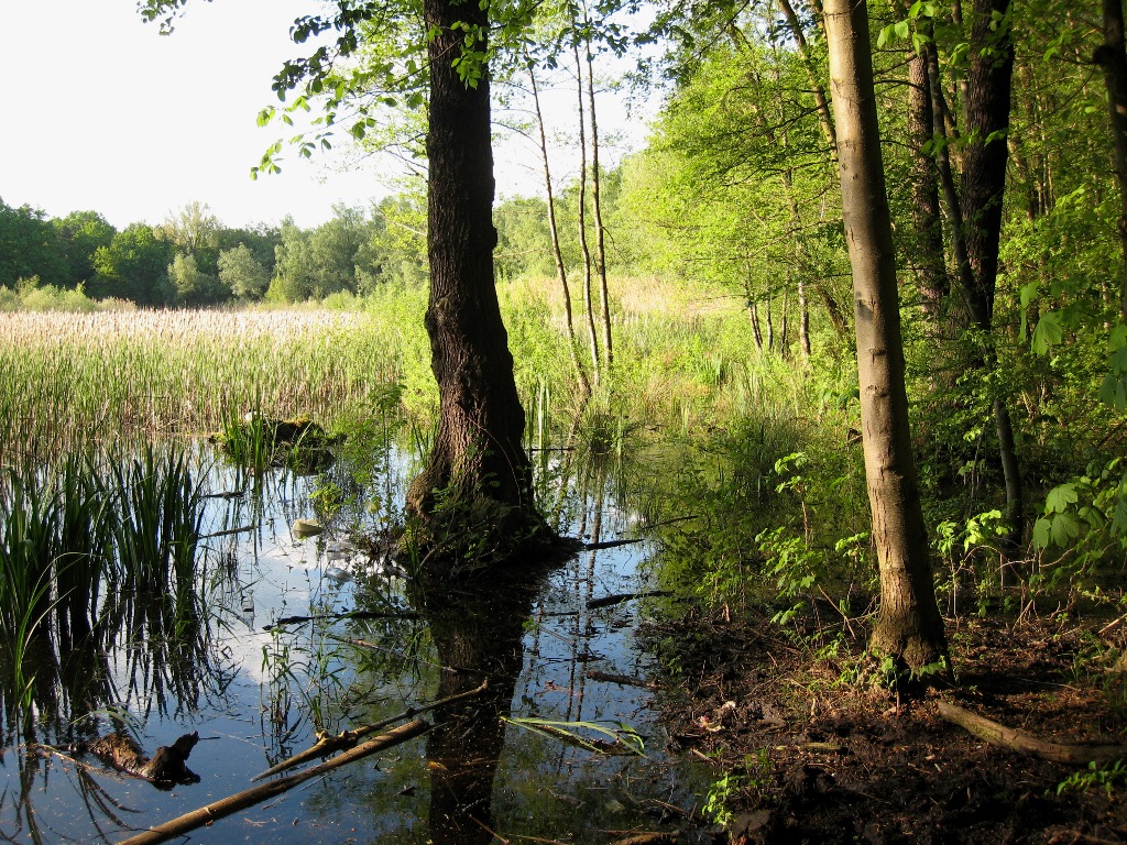 Uferbereich des Faulen Sees in Berlin Weißensee