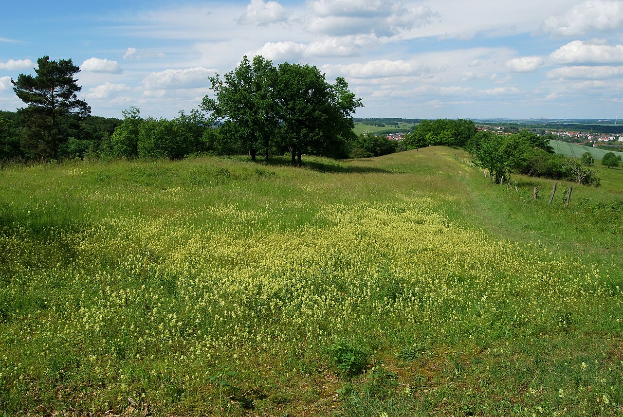 Naturschutzgebiet „Gallberg“ (NSG HA 054), Stadt Hildesheim
