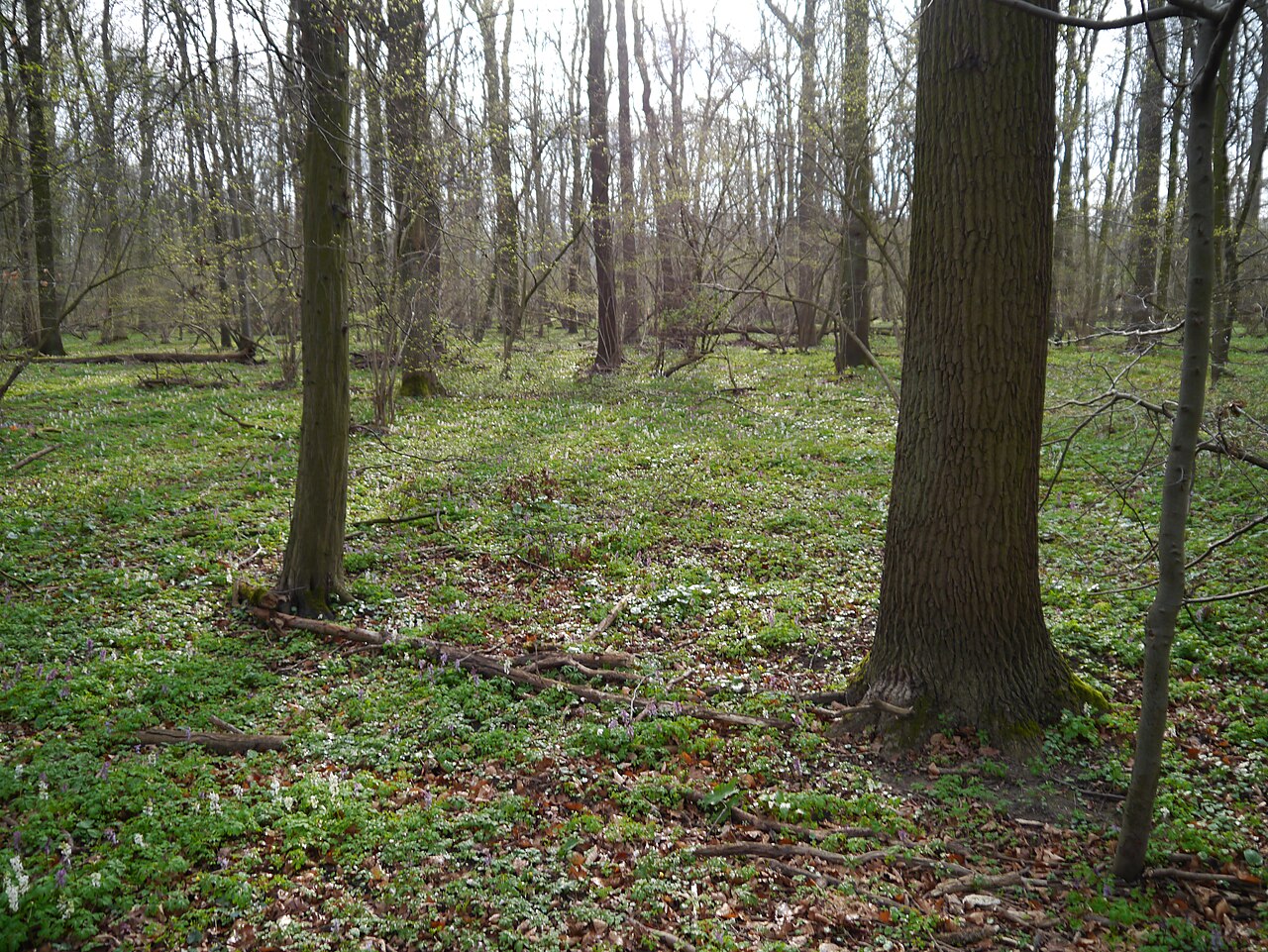 Frühblüher Krautflor in der Blüte, im Haseder Busch