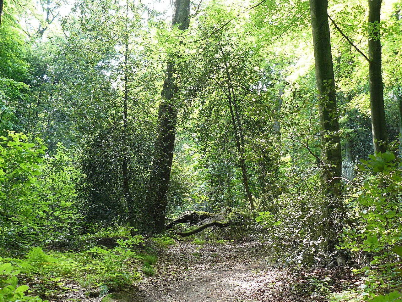 Foto zum Artikel: Naturschutzgebiet Hülsenhaine im Schellenberger Wald , NSG E-001 in Essen, Ruhrgebiet