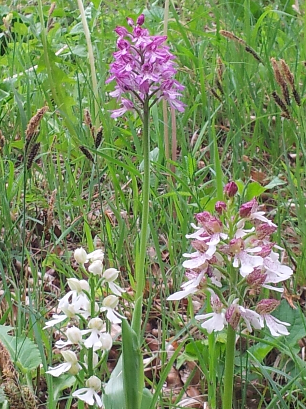 Orchideenwiese am Bremberg-HA 052 Karlsberg
