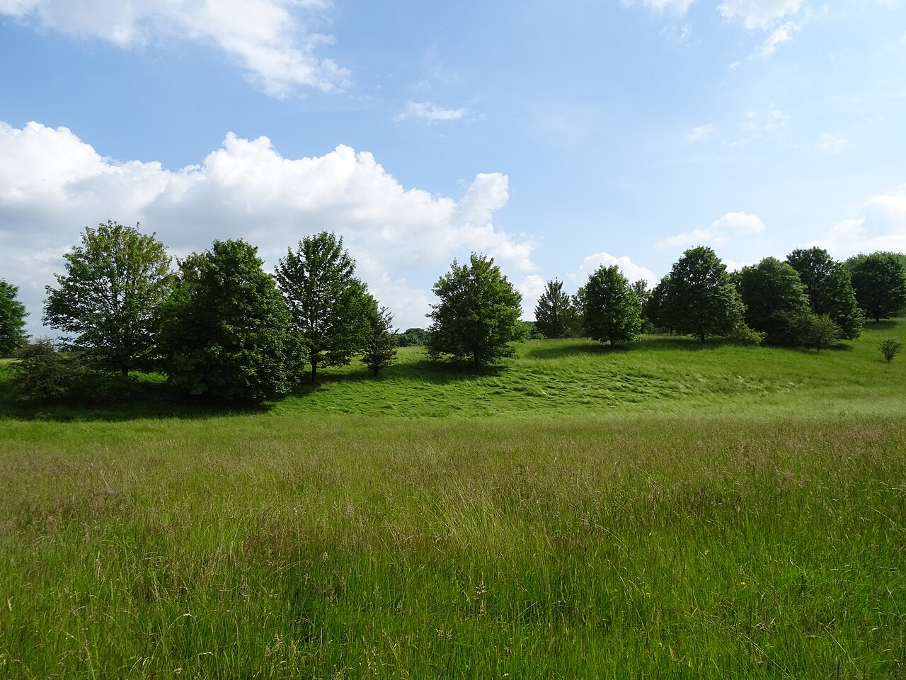 NSG Lange Dreisch und Osterberg, Hildesheim