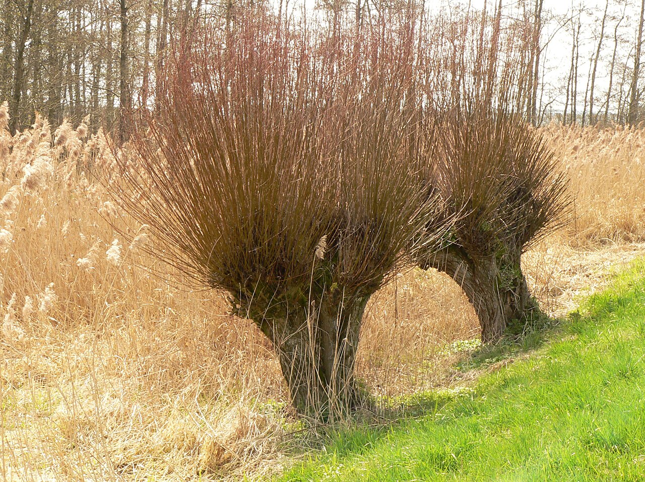Zwei Kopfweiden im Naturschutzgebiet Okeraue