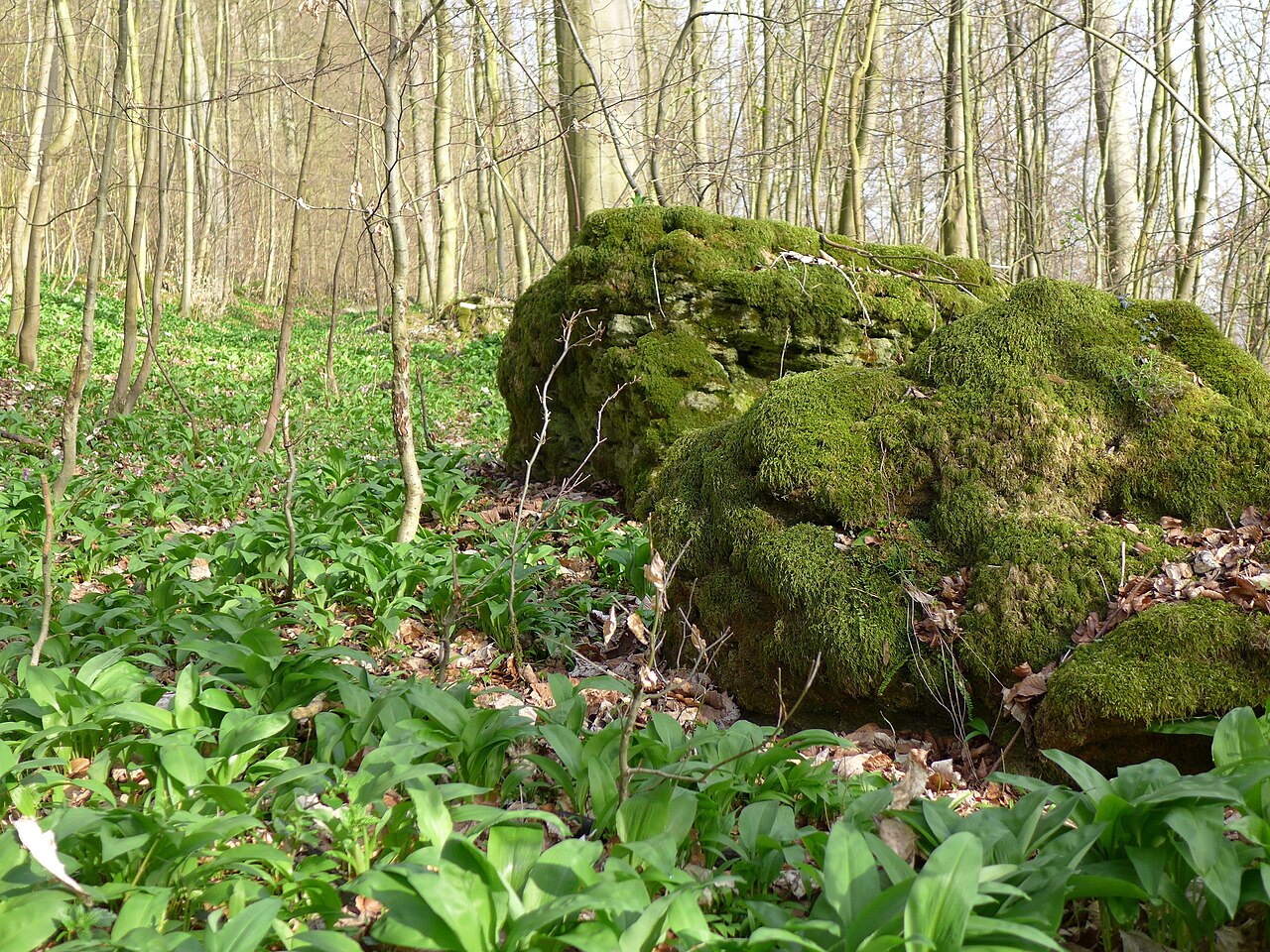Naturschutzgebiet „Selterklippen“ bei Erzhausen, Bärlauch ( Allium ursinum ) und bemooster Fels