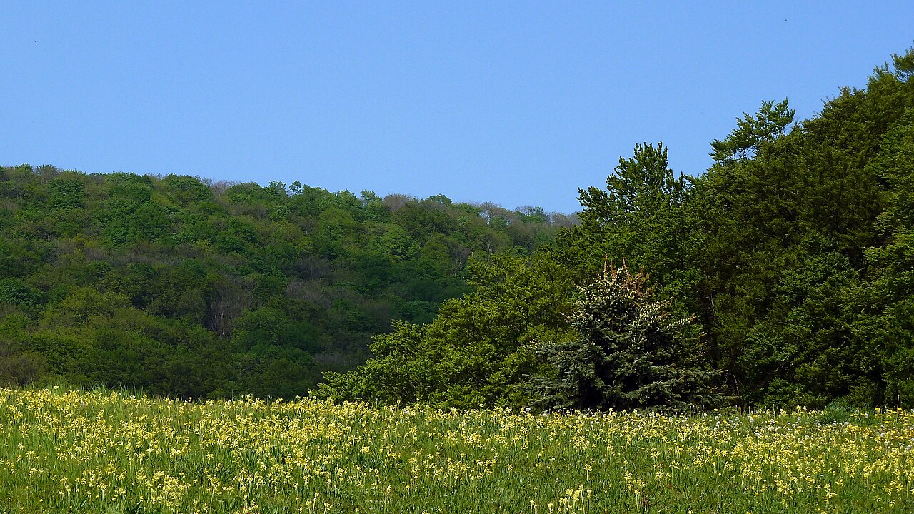 Auf den Wiesen des Naturschutzgebietes blühen im April unzählige Schlüsselblumen (Primula veris)