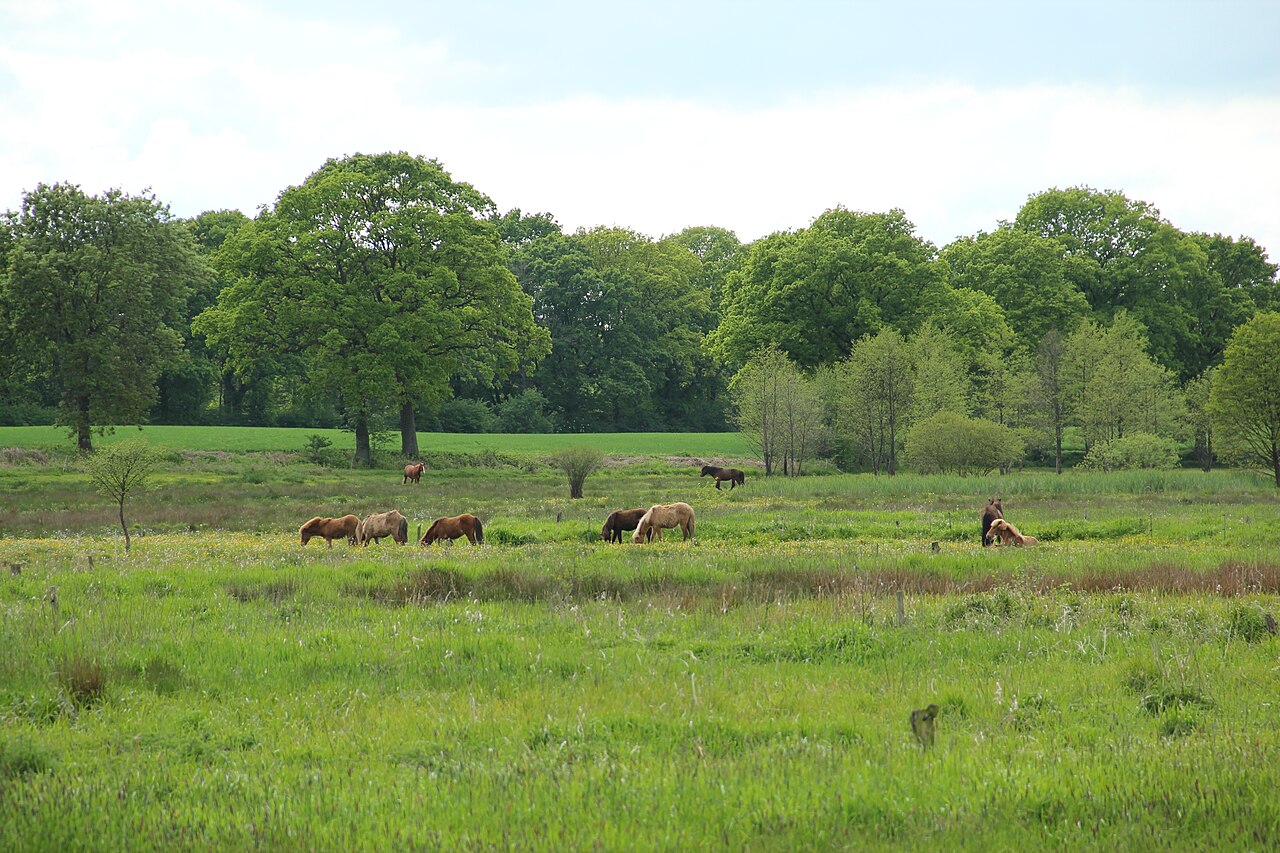 On the picture you can see horses on a wild meadow, which is situated in the Oberalsterniederung in Henstedt-Ulzburg