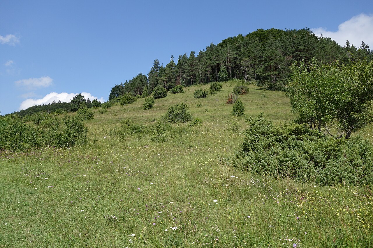 NSG Oberberg-Köpfle