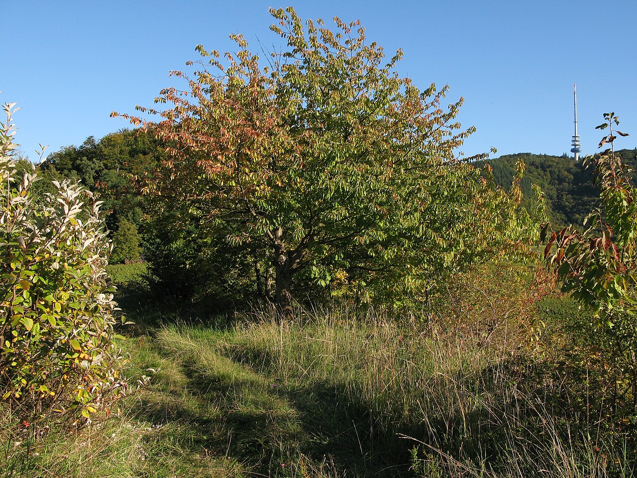 Im Naturschutzgebiet Oberbergener Scheibenbuck im Kaiserstuhl mit Blick zum Turm auf dem Totenkopf