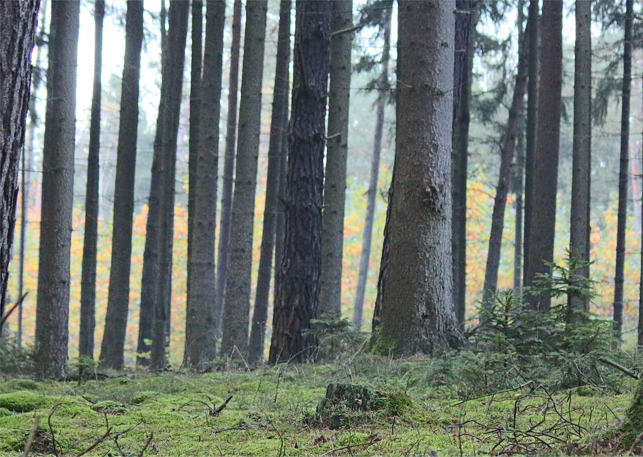 Wald mit Lichtung im Herbst im Naturschutzgebiet Obere Lachte, Kainbach, Jafelbach, NSG BR 098