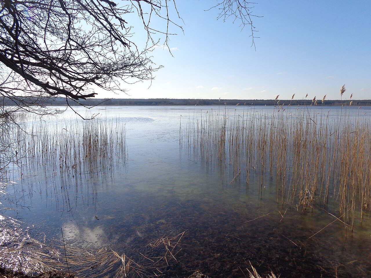 Ostseite des Malkwitzer Sees im Naturschutzgebiet „Obere Nebelseen“ in Hohen Wangelin