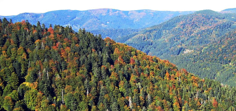 Obereck (Black Forest, Germany) seen from above Simonswald