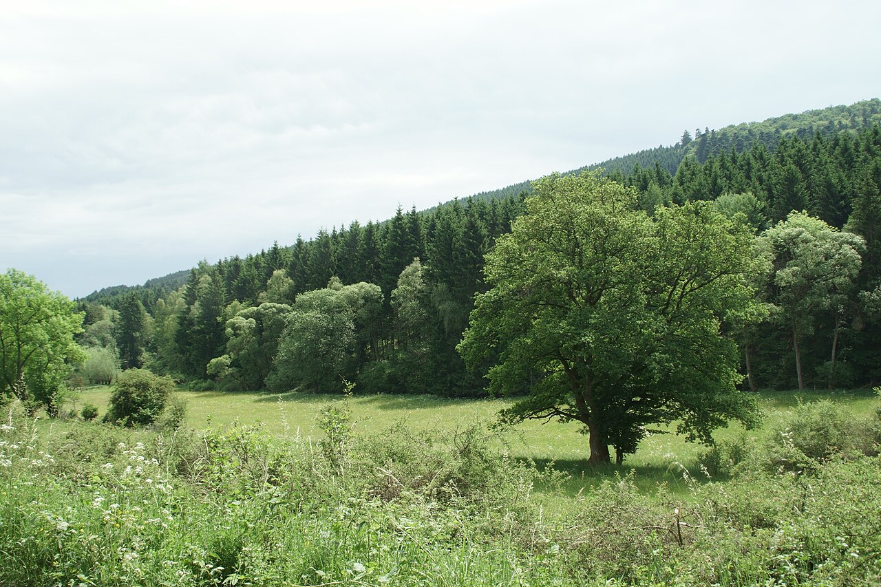 Blick ins Linspherbachtal bachabwärts,