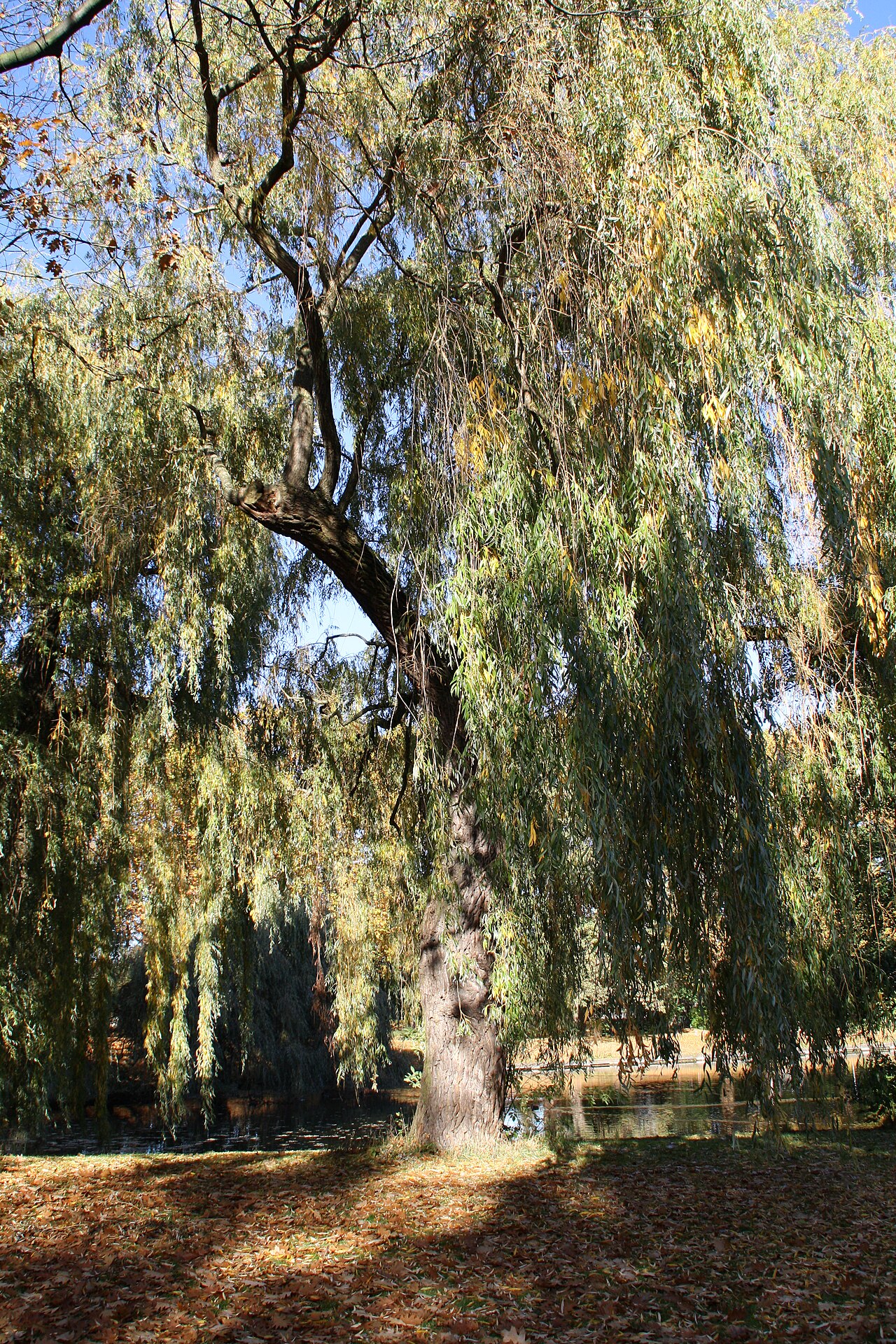 undefinierter Baum am Obersee in Berlin-Alt-Hohenschönhausen
