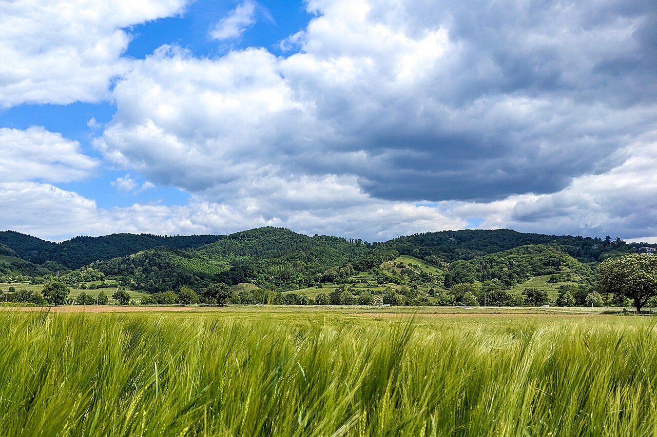 Odenwald between the towns of Hirschberg an der Bergstraße and Schriesheim, Baden-Württemberg