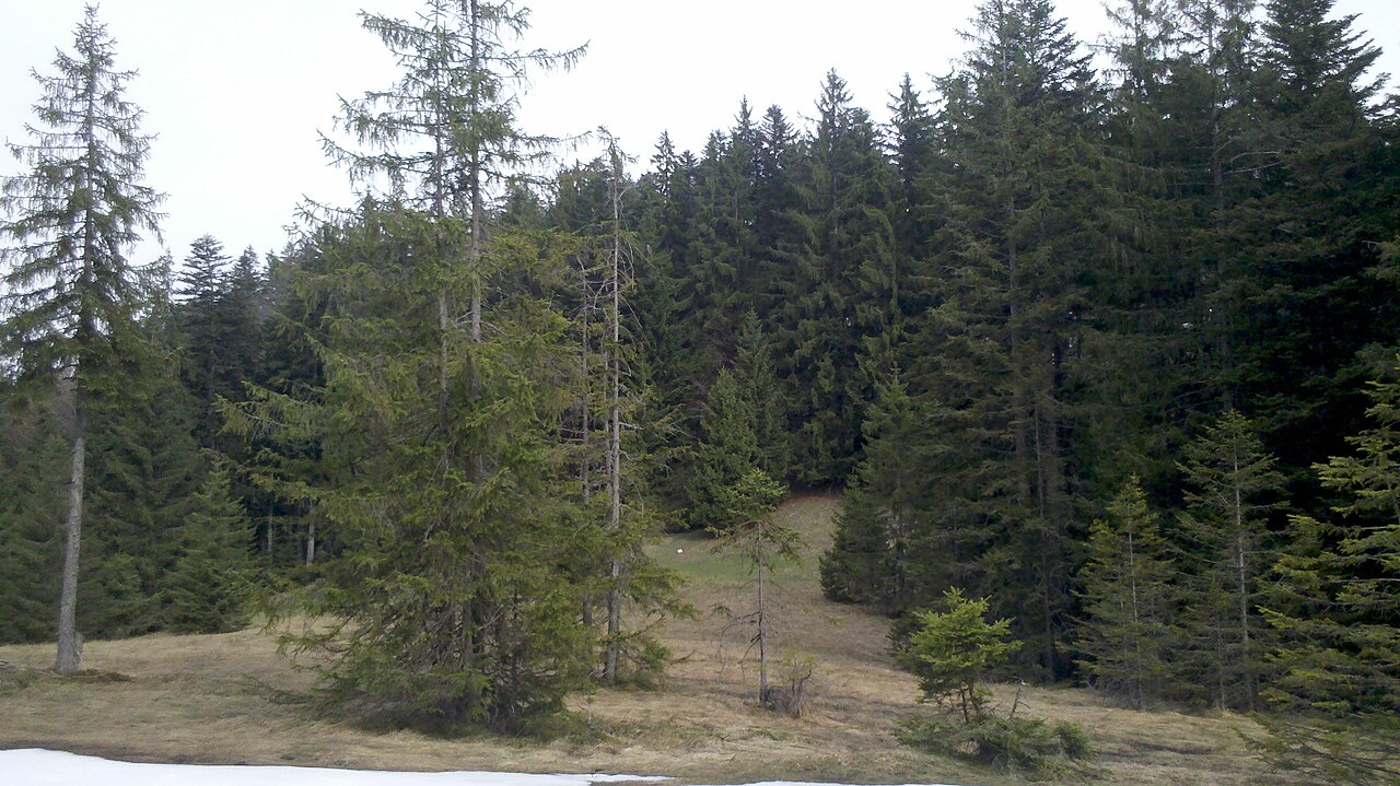 Swamp meadow at the saddle south of the summit of Oeder Kogel, Bavaria