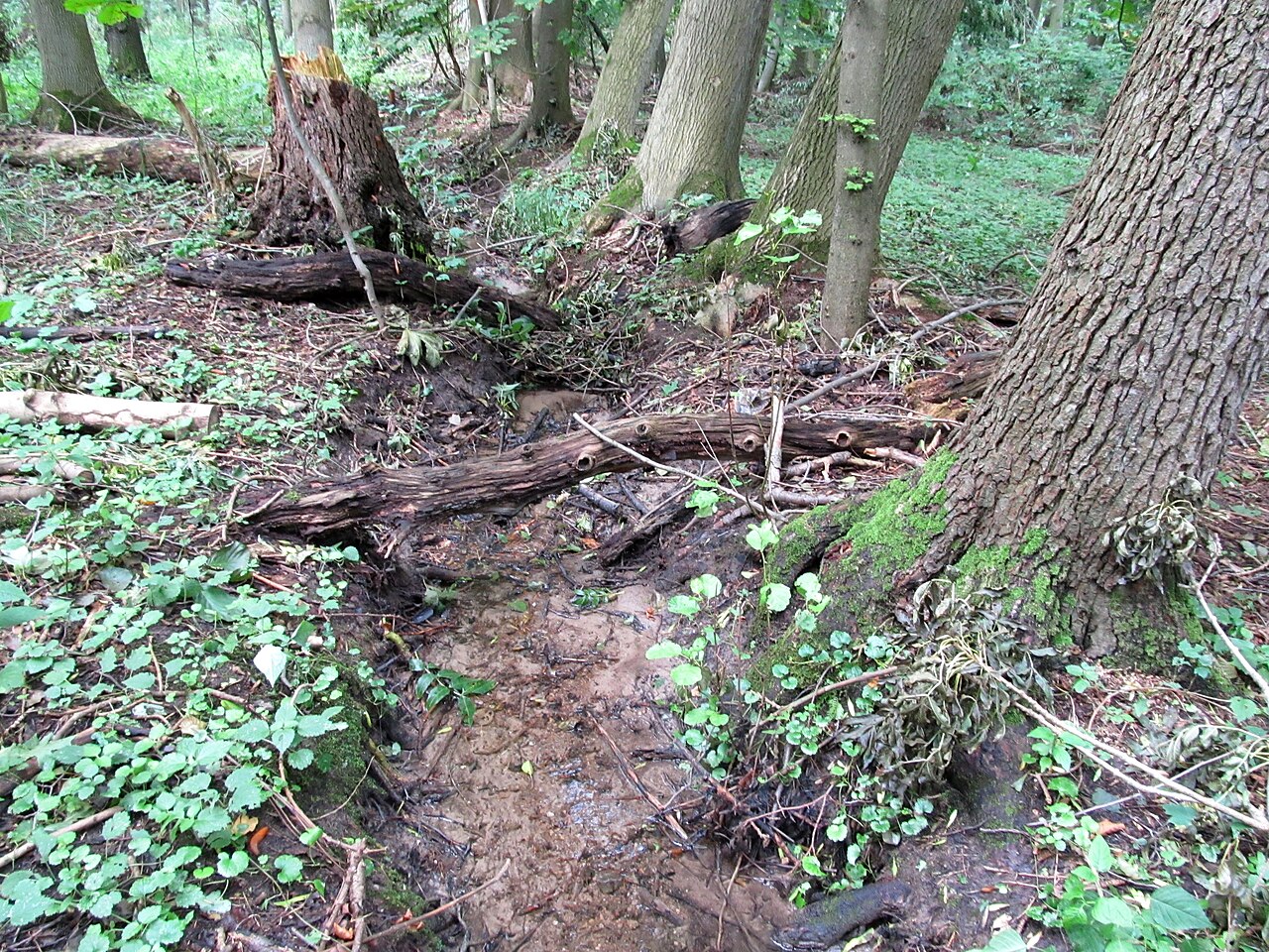 Östringer Erlenwald, Aufwuchs von Erlen verschiedenen Alters in einer feuchten Senke