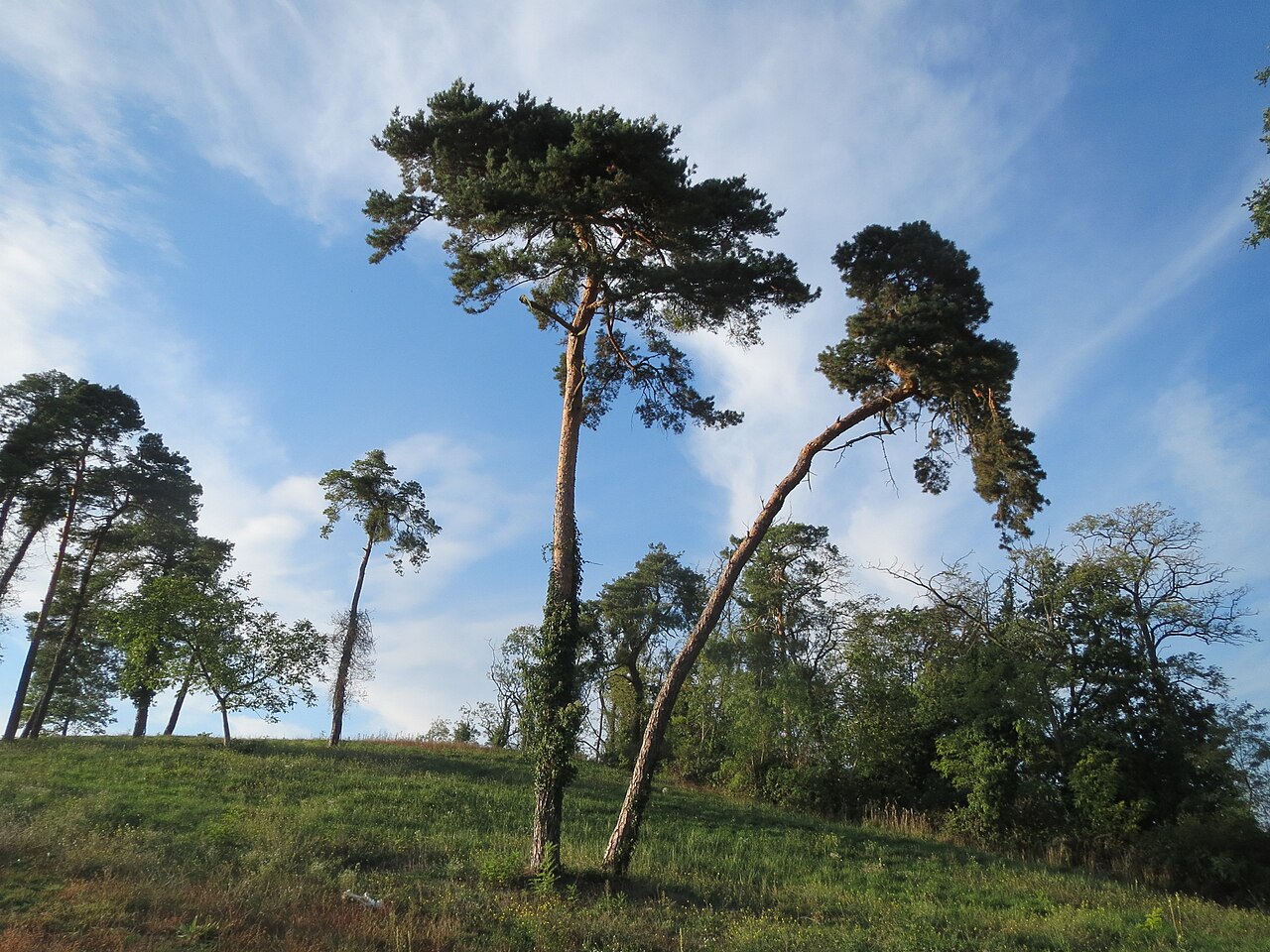 Kiefern ( Pinus sylvestris ) auf der Friedenshöhe (Oftersheim)