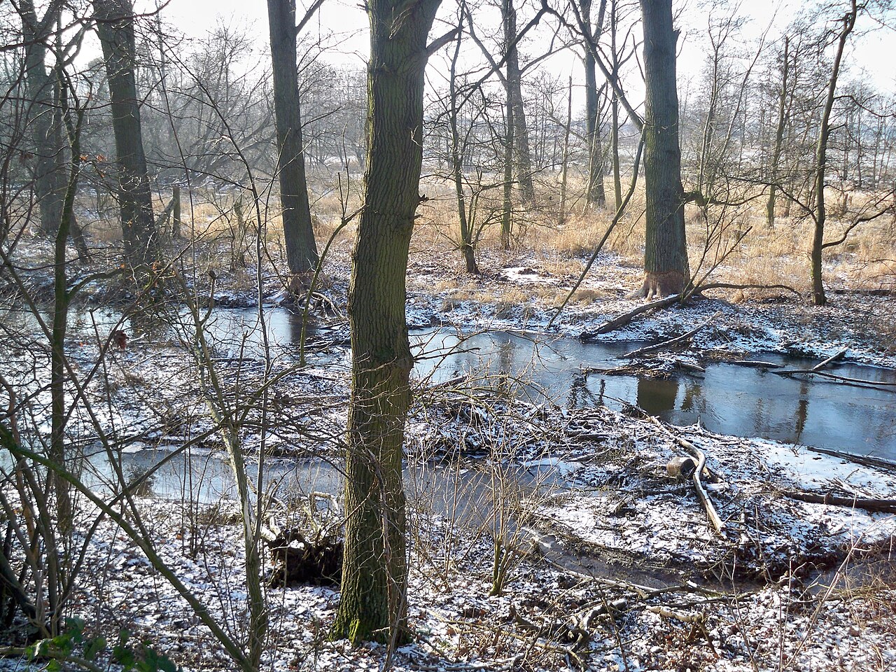 Brome, Lower Saxony, Nature reserve "Ohreaue bei Altendorf"