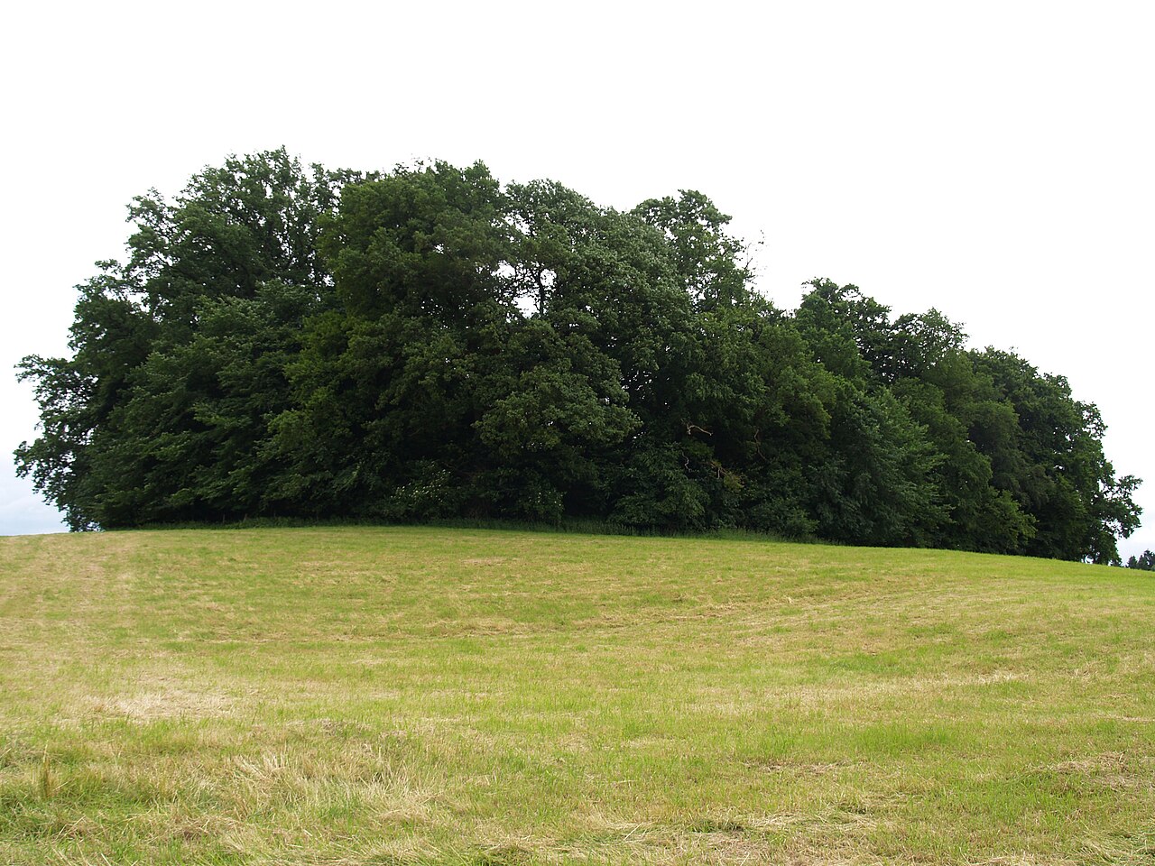 der von Bäumen umringte Oldenburger Wall