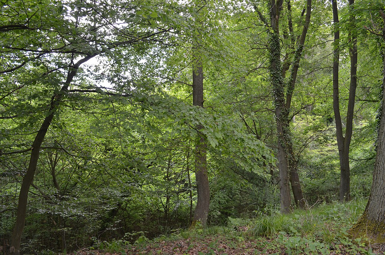 Orbishöhe von Auerbach und Zwingenberg