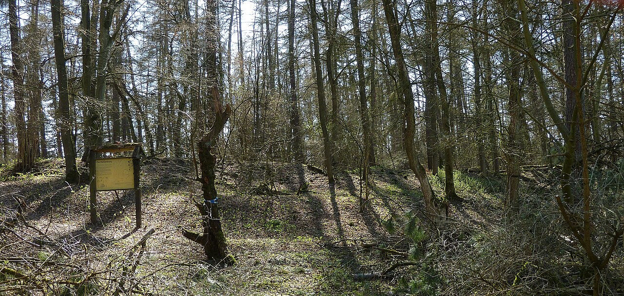 Blick auf den Nordwall der Hünenburg über dem Auschnippetal