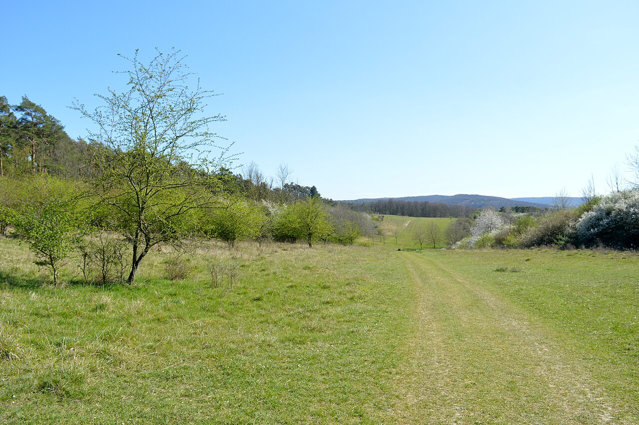 NSG Osterberg - Senke im Nordteil (4)